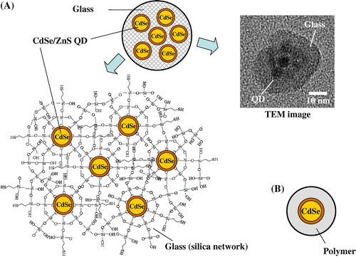 Fig. 1. (A) The structure and transmission electron microscopy (TEM) image of a small glass particle incorporating multiple CdSe/ZnS QDs (prepared at AIST) and (B) The structure of a CdSe/ZnS QD coated with polymer (commercially available).