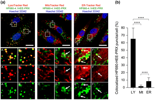 Figure 7. (a) CLSM images of normal human skin fibroblasts treated with HF680–4.1HEE-PRX (0.5 mM of β-CD) for 24 h (scale bars: 20 μm). The endosomes/lysosomes, mitochondria, endoplasmic reticulum, and nuclei were stained with LysoTracker Red DND-99, MitoTracker Red CMXRos, ER-Tracker Red, and Hoechst 33342, respectively. The fluorescence colors are indicated by the color of the text. The bottom panels in each column show enlarged views of the boxed regions. Colocalization of HF680-HEE-PRX with each organelle is indicated by arrows. (b) Percentage of HF680–4.1HEE-PRX-positive puncta that colocalized with endosomes/lysosomes (LY), mitochondria (Mt), and endoplasmic reticulum (ER). The data are expressed as the mean ± SD of 30 cells (****p < 0.001).