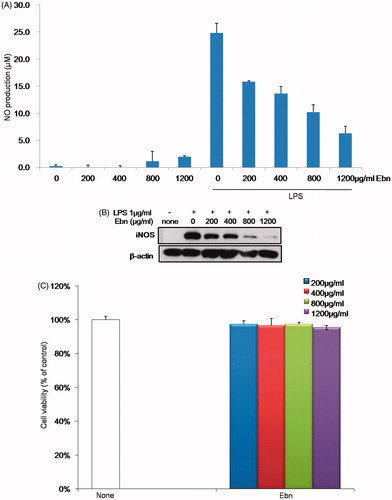 Figure 2. Inhibitory effect of Ebn on NO production and iNOS expression in LPS-induced RAW264.7 macrophage cells. Cells were pretreated with Ebn in a dose-dependent manner for 1 h, and they were then exposed to 1 µg/mL LPS in serum-free conditions for 24 h. NO production was measured using Griess reagent (A). Cells were pretreated with Ebn in a dose-dependent manner for 1 h and then exposed to 1 µg/mL LPS in serum-free conditions for 6 h. iNOS expression was analyzed by western blotting (B). The cytotoxicity was measured by WST-1 assay as described in “Material and methods” (C).