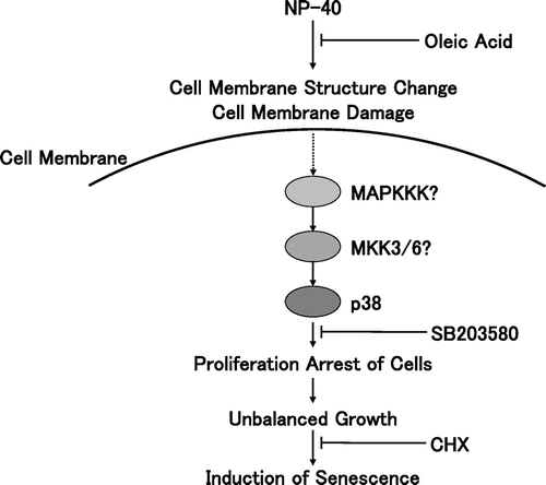 Fig. 8. Schematic presentation of premature senescence induced by surfactants.