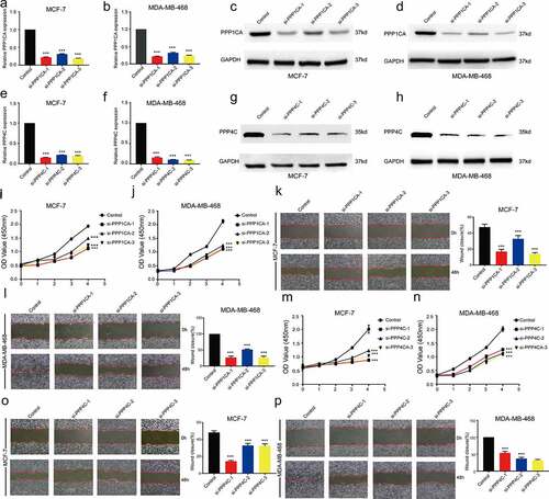 Figure 6. Effect of inhibiting PPP1CA or PPP4C expression on the proliferation and migration ability of breast cancer cells. Confirmation of PPP1CA knockdown in MCF-7 and MDA-MB-468 cells by (a-b) RT-qPCR and (c-d) Western blot analysis. Confirmation of PPP4C knockdown in MCF-7 and MDA-MB-468 cells by (e-f) RT-qPCR and (g-h) Western blot analysis. (i-j) Proliferation and (k-l) migration of MCF-7 and MDA-MB-468 cells after the inhibition of PPP1CA. (m-n) Proliferation and (o-p) migration of MCF-7 and MDA-MB-468 cells after the inhibition of PPP4C. The data are presented as the means ± S.D. All data are representative of three independent experiments. *P < 0.05, **P < 0.01, ***P < 0.001.