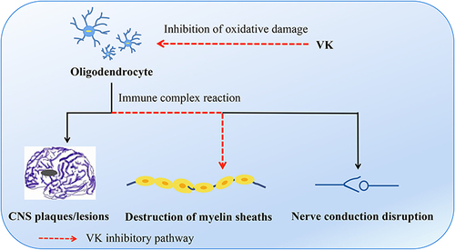 Figure 2 Functional mechanism of vitamin K (VK) in MS. VK protects oligodendrocytes from oxidative damage, which leads to CNS plaques or lesions, progressive destruction of myelin sheaths, and interruption of nerve impulse transmission through an immune complex response.