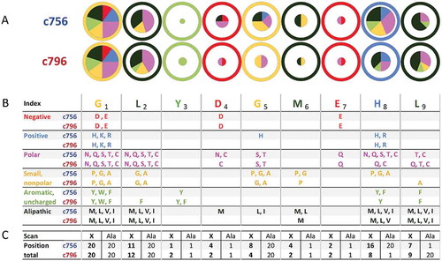 Figure 5. Peptide X-scan analysis to assess specificity of the c756 and c796 MAGE-A10-specific TCRs.Number and diversity of amino acids tolerated at various peptide positions by the final candidate TCRs. This example shows search motifs for the 10% threshold (side chains in whose presence IFN-γ spot counts were at least 10% of that triggered by the index peptide).(A) Pie areas are proportional to the number of tolerated amino acids, including the index. Pie segments represent a breakdown of tolerated amino acids into groups with similar physico-chemical properties. Individual amino acids in group colors are listed in panel B, classification and color scheme are explained in the main text. The area within the outer circle corresponds to all 20 amino acids being tolerated at a 10% threshold; the color of the circle indicates the group of the index peptide. (B) Comparison of the X-scan search motifs for c756 and c796 at a response threshold of 10%. (C) Total number of tolerated residues at each peptide position, including the index. The number of residues that would be identified as potentially tolerated by an alanine scan is shown for comparison. The product of the numbers of recognized residues at each position is the motif size, or number of peptide sequences generated by all possible permutations of amino acids tolerated by a TCR.