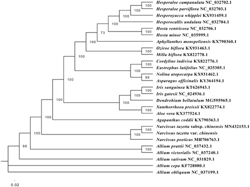 Figure 1. The maximum likelihood (ML) phylogenetic tree was constructed based on the complete chloroplast genomes of 26 species. All sequence data were downloaded from GenBank.