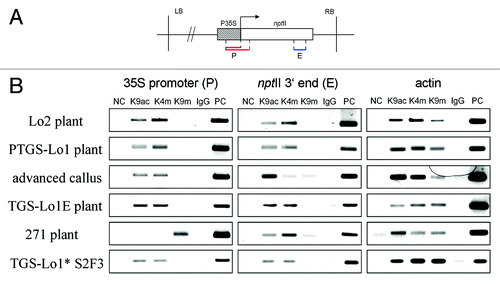 Figure 5. Histone modification patterns along the transgenes. (A) Schematic outline of subregions analyzed by ChIP: P (promoter) and E (3? end of nptII). The P subregion in locus 271 was shorter (upper line) than in loci 1 and 2 (bottom line). (B) Electrophoretic profiles of PCR products obtained by amplification of immunoprecipitated DNA. Results of a repeated experiment performed on an independent callus culture are shown in Figure S3.