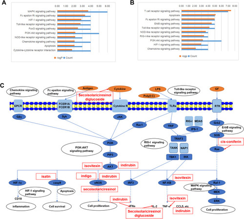 Figure 5 The top 10 related pathways to the herbal anti-inflammatory (A) and anti-viral (B) effects. Multiple-component, multi-target, and multi-pathway mechanisms of the herbal efficacy were proposed and illustrated (C).