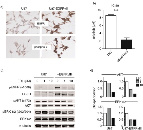 Fig. 2.  U87 cells with or without overexpression of the constitutively active EGFRvIII receptor were used as model cell line. First, these cells were cultured on slides for immunostaining. Stainings were performed with EGFR and phospho-Y antibodies. (a) Sensitivity of cell lines to the EGFR inhibitor erlotinib was determined in the MTT cell viability assay. (b) Subsequently, U87 and U87-EGFRvIII cells were treated with increasing concentrations of erlotinib or DMSO vehicle. Phosphorylation of EGFR, AKT and ERK1/2 was analyzed by western blot. (c) Intensity of AKT and ERK1/2 phospho-stainings was quantified by Image J. Relative phosphorylation during erlotinib treatment is shown. (d) To assess statistical significance, the 2-tailed unpaired Student's t-test was applied. ***p≤0.001.