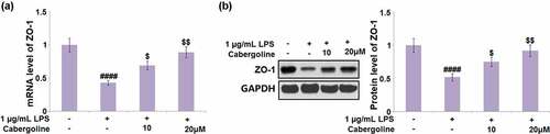 Figure 6. Cabergoline restored the expression of ZO-1 in LPS-challenged HBMECs. Cells were challenged with 1 µg/mL LPS in the presence and absence of Cabergoline (10, 20 μM) for 24 hours. (a) mRNA level of ZO-1; (b) Protein level of ZO-1 (####, P < 0.001 vs. vehicle group; $, $$, P < 0.05, 0.01 vs. LPS group, n = 5–6)