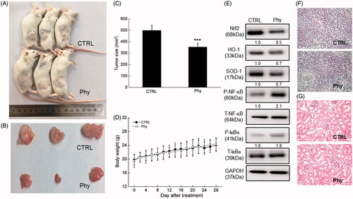 Figure 4. Phy suppressed MCF-7-xenograft tumour growth in BALB/c mice. The BALB/c mouse model was treated with Phy at 30 mg/kg every other day for 28 days. (A) Tumour-bearing nude mice. (B) Tumour tissue specimens. (C) Tumour sizes of MCF-7-xenografted mice in the control and Phy-treated groups. Tumour sizes are expressed as mean ± S.D. (n = 3). ***p < 0.001 versus control group. (D) Mean (± S.D.) body weight of the control and Phy-treated mice (n = 3). (E) Phy enhanced the phosphorylation of IκBα and NF-κB, and reduced the expression levels of Nrf2 and its downstream proteins. Quantitative protein expression data were normalized to the corresponding GAPDH levels, and the average fold changes in band intensity are marked (n = 3). Haematoxylin and eosin staining of liver (F) and spleen (G) tissues from nude mice.