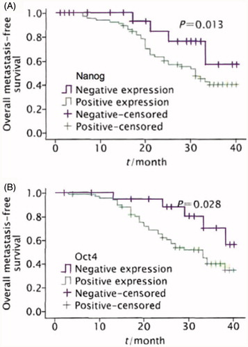 Figure 3. Overall metastasis-free survival curves of patients with positive Nanog (A) and Oct4 (B) protein expression and negative results.