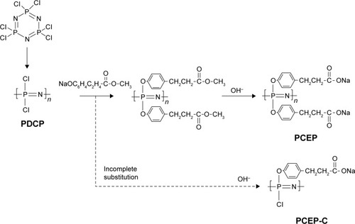 Figure 2 Synthesis of PCEP.Notes: Adapted with permission from Andrianov et al, Synthesis, properties, and biological activity of poly[di(sodium carboxylatoethylphenoxy)phosphazene]. Biomacromolecules. 2006;7:394–399.Citation54 Copyright 2006 American Chemical Society.Abbreviation: PCEP, poly(di(sodium carboxylatoethylphenoxy) phosphazene).