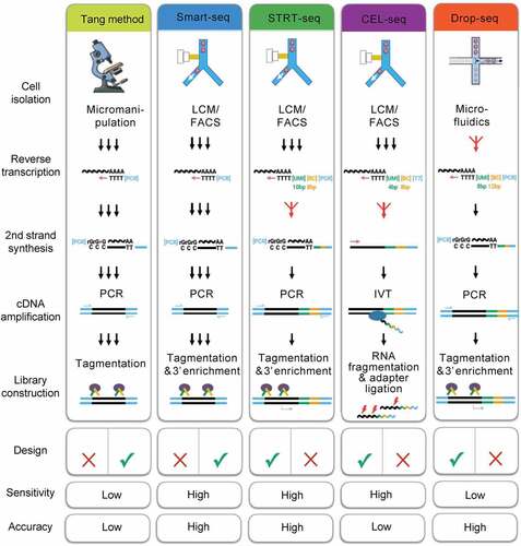 Figure 2. Schematic overview of key preparation steps in the five most widely used scRNA-seq approaches.