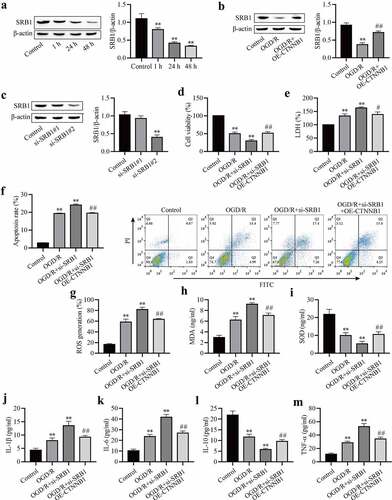 Figure 3. CircCTNNB1 attenuates OGD/R injury by upregulating SRB1 expression. (a-c) Western blotting measured SRB1 protein expression. (d) CCK-8 was used to measure mAS cell activity. (e) The death of mAS cells was measured using LDH. (f) Cell apoptosis was measured using an FITC/PI kit. The ROS (g) and SOD (h) activities and MDA (i) content in mAS cells were measured using an ROS Assay Kit, Total SOD Kit and Lipid Peroxidation MDA Assay Kit, respectively. ELISA measured IL-1β (j), IL-6 (k), IL-10 (l) and TNF-α (m) levels. **P < 0.01 vs. Control; #P < 0.05 and ##P < 0.01 vs. si-SRB1.