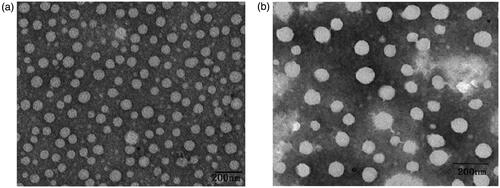 Figure 1. TEM images of Bio-PA NPs (a) and Bio-PA/EPI (b) prepared by dialysis method.