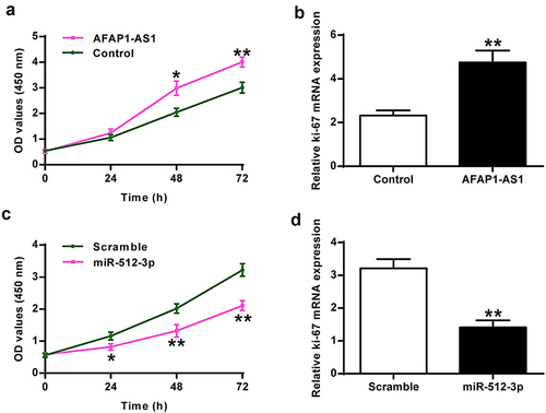 Figure 3. Roles of AFAP1-AS1 and miR-512-3p on chondrocyte proliferation. (a) AFAP1-AS1 induced chondrocyte proliferation. (b) AFAP1-AS1 improved ki-67 expression in chondrocytes. (c) miR-512-3p inhibited chondrocyte proliferation. (d) miR-512-3p inhibited ki-67 expression. * P < 0.05, ** P < 0.01.