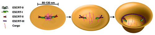 Figure 1. A model highlighting the multiple functions of the ESCRT machinery during cargo sorting and vesicle biogenesis. Step 1: The membrane bound ESCRT-0 complex captures ubiquitin-modified transmembrane cargoes and subsequently recruits ESCRT-I onto the endosomal membrane. A combination of protein-lipid and protein-protein interactions leads to ESCRT-II accumulation on the membrane, establishing an ESCRT footprint that is ~80–130 nm in diameter. Step 2: The ESCRT-0 complex is released from the membrane, potentially due to conformational changes following ESCRT-I binding, and both ESCRT-I and ESCRT-II prevent the lateral diffusion of cargoes. Additionally, ESCRT-I and ESCRT-II may initiate membrane bending. Step 3: ESCRT-II nucleates filaments of ESCRT-III that associate tightly with membrane. In particular, the association of ESCRT-II with Vps20 generates a curvature-sensitive complex that may further bend the membrane to generate a highly curved vesicle bud neck. Polymerized ESCRT-III filaments ultimately drive the vesicle scission process through additional membrane remodeling events, which may include lipid demixing.