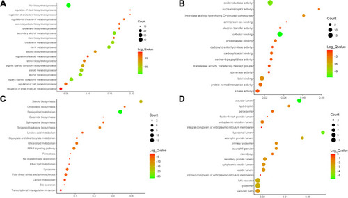 Figure 3 KEGG enrichment analysis of target genes of S. baicalensis involved in lipid metabolism. (A) biological processes, (B) cellular components, (C) molecular functions, and (D) KEGG pathways, and the size of each node indicates the number of enriched terms.