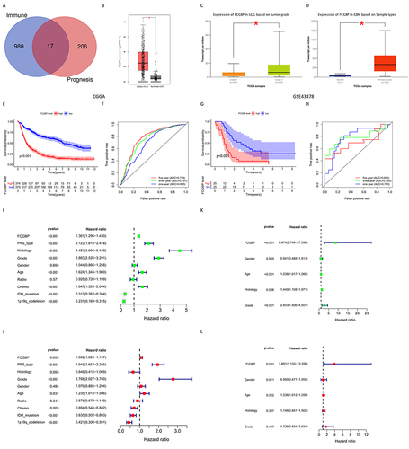 Figure 5 (A) Venn tool identifies the intersection of immune microenvironment differential genes and glioma prognostic genes in CGGA; (B) Expression of FCGBP in normal tissues and LGG in GEPIA; *p < 0.05; (C) Expression of FCGBP in LGG and HGG in UALCAN; *p < 0.05; (D) Expression of FCGBP in normal tissues and GBM in UALCAN. *p < 0.05; (E) Survival analysis of glioma samples grouped by median FCGBP expression in CGGA; (F) ROC curves of FCGBP in CGGA to predict 1-year, 3-year and 5-year survival in glioma patients; (G) Survival analysis of glioma samples grouped by median FCGBP expression in GSE43378; (H) ROC curves of FCGBP in GSE43378 to predict 1-year, 3-year and 5-year survival in glioma patients; (I) Univariate independent prognostic analysis of FCGBP expression and clinical data in CGGA; (J) Multivariate independent prognostic analysis of FCGBP expression and clinical data in CGGA; (K) Univariate independent prognostic analysis of FCGBP expression and clinical data in GSE43378; (L) Multivariate independent prognostic analysis of FCGBP expression and clinical data in GSE43378.