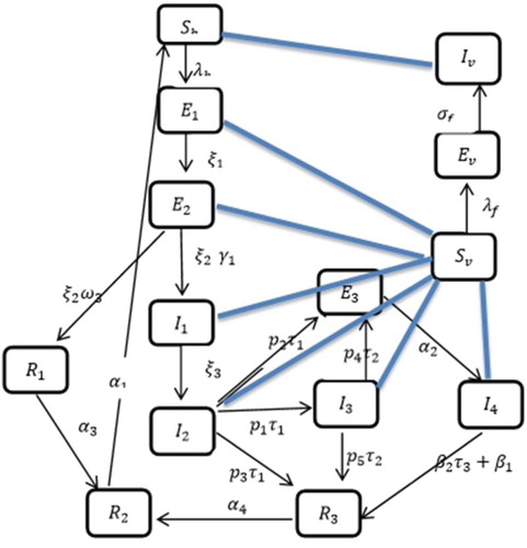 Figure 1. Flow chart representing the dynamics of the disease. The blue lines represent the interaction between susceptible and infected populations.