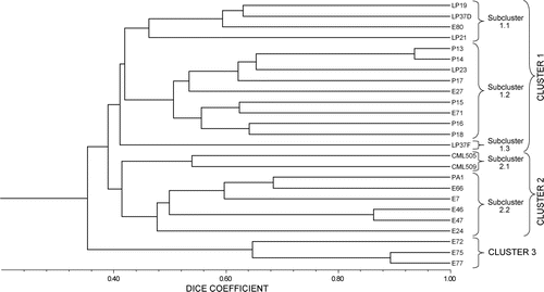 Figure 1: UPGMA dendrogram of 25 maize inbred lines based on the Dice coefficient calculated using 19 SSR markers