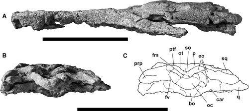 FIGURE 4 Skull of Cerrejinosuchus improcerus, UF/IGM 29, from the Cerrejón coal mine of northeastern Colombia, middle–late Paleocene. A, UF/IGM 29 in lateral view; B, UF/IGM 29 in occipital view; C, UF/IGM 29 sketch of occipital view. Abbreviations: bo, basioccipital; car, carotid foramen; eo, exoccipital; fm, foramen magnum; fv, foramen vagi; oc, occipital condyle; ot, occipital tuberosity; p, parietal; prp, paroccipital process; ptf, posttemporal fenestra; q, quadrate; so, supraocciptal; sq, squamosal. Both scale bars equal 10 cm.