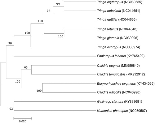 Figure 1. Maximum-likelihood (ML) tree of based on the mitochondrial genome sequences of C. pugnax and other 12 species from Scolopacidae birds using MEGA 7.0.