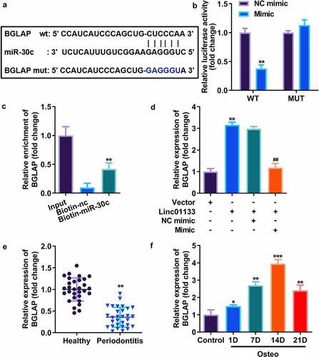 Figure 5. miR-30c directly targeted BGLAP in hPDLSCs. (a)Predicted binding sites of miR-30c in the 3’-UTR of wt BGLAP (b) Luciferase activity of hPDLSCs transfected with miR-30c mimic in the wt BGLAP as well as mut BGLAP groups. (c) Lysates from hPDLSCs with miR-30c overexpression were subject to biotinylated miR-30c pull-down assay, and the expression levels of BGLAP were detected by qRT-PCR. (d) BGLAP expression in hPDLSCs transfected with overexpressed Linc01133 vector and/or miR-30c mimic. (e) qRT-PCR was used to evaluate the expression level of BGLAP in PDL tissues derived from periodontitis patients with periodontitis as well as healthy controls. (f) qRT-PCR was used to the detect expression level of BGLAP in hPDLSCs derived from periodontitis patients with periodontitis before and after osteogenesis induction. *p < 0.05, **p < 0.01, ***p < 0.001. vs. nc mimic, vector, biotin-nc, healthy and control group. ##p < 0.01, vs. Linc01133+ nc mimic group. qRT-PCR, quantitative reverse-transcription polymerase chain reaction; hPDLSC, human periodontal ligament stem cells; PDL, periodontal ligament; BGLAP, bone gamma-carboxyglutamate protein; wt, wild type; mut, mutant type.