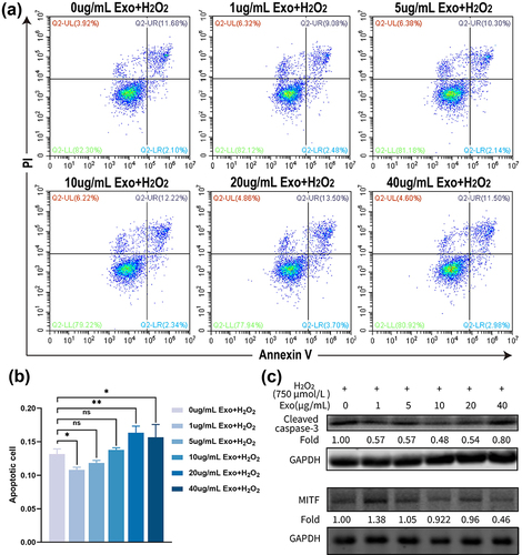 Figure 2 MSC-Exo have dual effects on the H2O2-induced cytotoxicity against melanocytes, dependent on their doses. Human primary melanocytes were pretreated with the indicated doses of MSC-Exo for 24 hours and exposed to 750 µmol/L of H2O2 for another day. The percentages of apoptotic melanocytes were analysed by flow cytometry after staining them with Annexin V-FITC and PI. (a and b) Flow cytometry and quantitative analysis of apoptotic melanocytes in the different groups. (c) Western blot analysis of cleaved caspase-3 and MITF expression. The relative quantification of the bands is shown using GAPDH as an internal reference. *P<0.05, **P<0.01.