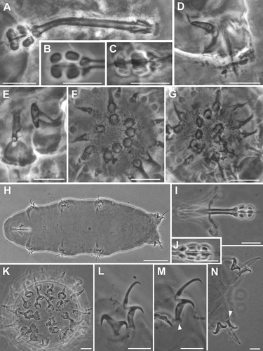 Figure 6. Ramazzottius anomalus (A-G) and Ramazzottius caucasicus (H-N) (LM, PhC). A. Feeding apparatus (lateral view). B. Macroplacoids (lateral view). C. Macroplacoids (dorsal view). D. Claws of III leg. E. Claws of IV leg. F-G. Egg surface at two levels of focus. H. Animal in toto. I. Feeding apparatus. J. Macroplacoids (dorsal view). K. Egg surface. L. Claws of II leg. M. Claws of III leg, arrowhead = pseudolunule. N. Hind legs, arrowhead = pseudolunule.  A-G: Syntype. H, I, L-N: holotype. Scale bars: A-G, I-N = 10 µm; H = 50 µm.