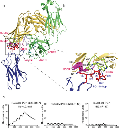 Figure 6. Importance of the N-terminus of PD-1 in stabilization of PD-1-nivolumab-fab complex.