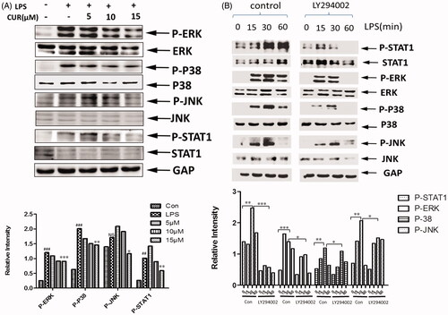 Figure 5. Curcumin inhibits the phosphorylation of STAT-1 and MAPK signaling (A) The levels of P-ERK, P-P38, P-JNK and P-STAT-1 in cells were measured by Western blot analysis. Bands were quantified by Image J software. (B) Western blot analysis of P-ERK, P-38, P-JNK, P-STAT-1. Cells were pretreated with or without LY294002 for 2 h followed by stimulation with LPS for 0, 15, 30, 60 min.