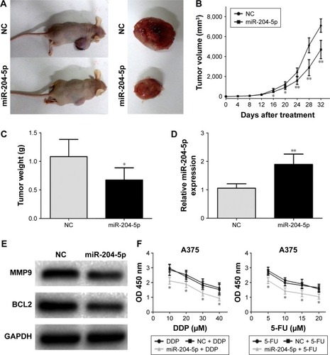 Figure 5 miR-204-5p inhibits melanoma growth in vivo and increases sensitivity of melanoma cells to chemotherapy. (A) Tumor formation in nude mice and the excision tumor of A375 xenografts. (B) Difference in tumor volume between the NC group and the miR-204-5p group. (C) The tumor weight of excision tumor. (D) PCR identified miR-204-5p expression changes. (E) Western blots identified MMP9 and BCL2 protein expression changes. (F) A dose-dependent 5-FU and DDP treatment was conducted on miR-204-5p mimic- or NC-transfected melanoma cells. The proliferative ability of A375 cells was measured by CCK-8 assay. *P<0.05, **P<0.01.