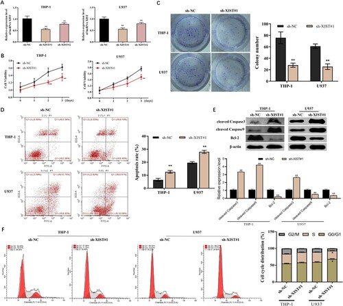 Figure 2. Effects of lncRNA XIST knockdown on proliferation, apoptosis and cell cycle of acute myeloid leukemia cells. After THP-1 and U937 cells were transfected with sh-lncRNA XIST and sh-NC, respectively, A, Expression of lncRNA XIST in THP-1 and U937 cells detected by qRT-PCR ; B, The proliferation rate of THP-1 and U937 cells measured by MTT assay; C, Colony forming cell assay to observe the proliferation of THP-1 and U937 cells; D, Apoptosis of THP-1 and U937 cells determined by flow cytometry; E, Protein expression of cleaved Caspase3, cleaved Caspase9 and Bcl-2 in THP-1 and U937 cells detected by western blot; F, Cell cycles of THP-1 and U937 tested by flow cytometry. *P < 0.05, **P < 0.01 vs. sh-NC group.