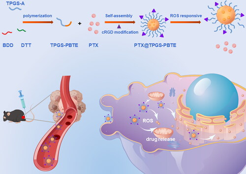 Scheme 1. Preparation of PTX@TPGS-PBTE NPs and schematic illustration of tumor treatment mechanism.