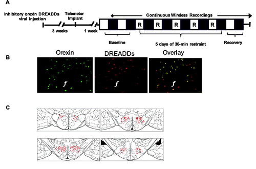 Figure 5. Experimental paradigm and representative viral expression (Experiment: inhibiting orexin neurons throughout repeated restraint in female rats via DREADDs). (A) Experimental paradigm depicting the timeline for DREADDs viral injection, implantation of telemetry devices, continuous wireless EEG/EMG recordings, and 5 days of repeated restraint stress in female rats. The light period (analyzed from 10am to 7pm) is represented by open white boxes, while the dark period (analyzed from 7pm to 6am) is represented by black boxes. 30-min restraint took place during the light period. (B) Representative images displaying viral expression of DREADDs in the LH of female rats at 4 weeks. (C) A composite image displaying the spread of viral expression along the LH in female rats is depicted using rat brain atlas images (Paxinos & Watson, Citation1998). Each red dot represents a cell expressing the viral tag.
