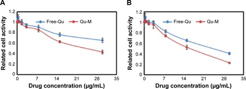 Figure 4 Cytotoxicity of Qu-M and Free-Qu on CT26 cells in vitro.Notes: Free-Qu as well as Qu-M could efficiently inhibit the viability of C26 cells in a dose-dependent manner after 24 hours (A) and 48 hours (B). Also, Qu-M could enhance the cytotoxic activity of quercetin on C26 cells in vitro.Abbreviations: Qu-M, quercetin-loaded MPEG–PCL nanomicelles; free-Qu, free quercetin; MPEG–PCL, monomethoxy poly(ethylene glycol)–poly(ε-caprolactone).