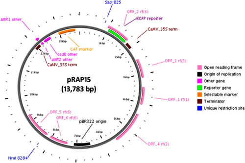 Figure 1. pRAP15 vector. Legend: open reading frame (ORF), pink; ORF1, homologous to partitioning protein A (ParA); ORF2, no significantly homologous leader sequence 5′ fused to the Reporter gene (enhanced green fluorescent protein [eGFP]), green. ORF3, homologous to resolvase; ORF4, homologous to replicase A (RepA); ORF5, homologous to tetracycline resistance gene (TetR); ORF6, homologous to aminoglycoside adenyltransferase. Origin of replication (pBR322), black. Other gene (ccdB, attR1, attR2), magenta. Selectable marker (chloramphenicol [CAT]), orange. Terminator (cauliflower mosaic virus [CaMV] 35S), brown. Blue lettering, unique restriction sites.