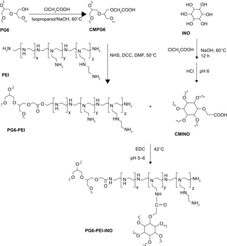 Figure 2 Synthesis route of PG6-PEI-INO polymers.Abbreviations: CMPG6, carboxymethyl polyglycerol; CMINO, carboxymethyl inositol; DCC, N,N’-dicyclohexylcarbodiimide; DMF, N-dimethyl-formamide; EDC, 1-ethyl-3-(3-dimethylaminopropyl)carbodiimide hydro chloride; INO, myo-inositol; NHS, N-hydroxysuccinimide; PEI, polyethylenimine; PG6, polyglycerol.