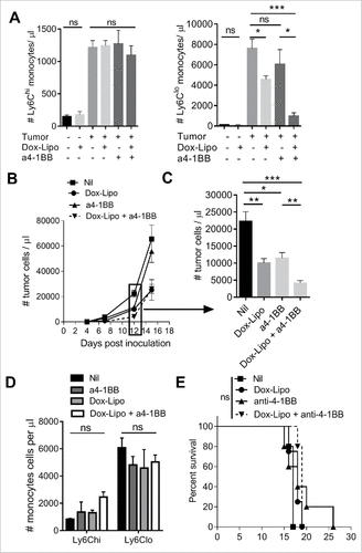 Figure 6. Depletion of Ly6Clo monocytes with liposomal doxorubicin and anti-4-1BB antibody. (A) Numbers of circulating Ly6Chi and Ly6Clo monocytes in healthy or day 12 Eµ-myc tumor-bearing mice after treatment with Doxil (Dox-Lipo) i.v. on days 2 and 9, and/or anti-4-1BB mAb i.p. on days 5 and 12. (B) Tumor burden in the blood over time following the indicated treatments, and (C) numbers of tumor cells in blood at day 12. (D) Numbers of circulating Ly6Chi and Ly6Clo monocytes in tumor-bearing mice on day 15. (E) Survival of Eµ-myc tumor-bearing mice receiving the indicated treatments. (# p < 0.05; ## p < 0.01; ### p < 0.001; n = 5 per group).