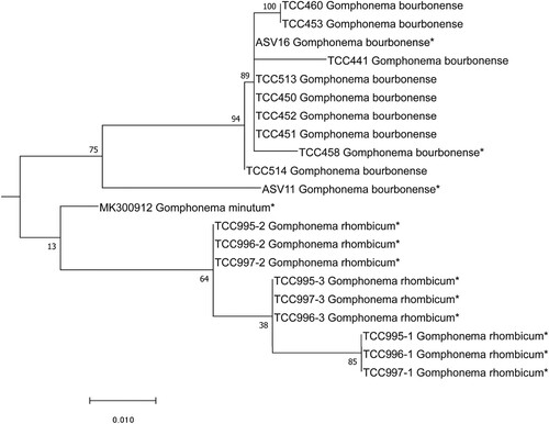 Fig. 94. Phylogenetic position Gomphonema bourbonense (ASV11 and ASV16) in the ML tree. Bootstrap values are given for each node and the scale bar gives the number of substitutions per site. ‘*’ indicates sequences added in the phylogeny using the multifurcating constraint.
