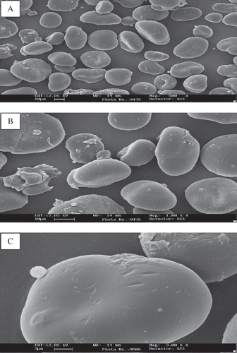 Figure 9 Scanning electron micrograph of Sword bean annealed starch (SAN) at 500 (A), 1000 (B), and 3000 (C) × magnification.