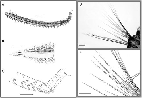 Figure 3. Ophelina cylindricaudata (Hansen, Citation1879). A, complete specimen, lateral view, after Støp-Bowitz Citation1945; B, lectotype (ZMBN 2269), anterior part of body, dorsal view, after Hansen Citation1879; C, posterior part of body with anal tube, lateral view (R/V ‘H. Mosby’, stn 83.06.17.3); D, capillary setae from mid-body setiger (R/V ‘H. Mosby’, stn 84.11.21.2); E, same, close-up. Scale bars: A–C, 1.0 mm; D,E, 100 μm.