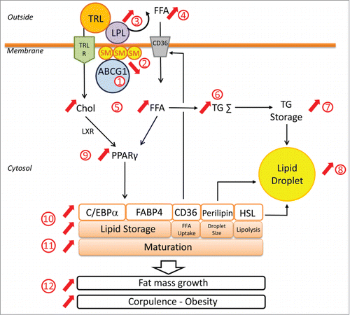 Figure 1. Role of Adipocytes ABCG1 in regulating adipocyte differentiation and maturation. ABCG1 expression in adipocytes (1) promotes cellular sphingomyelin (SM) efflux and decreases SM-rich lipid raft formation (2). Low amounts of membrane SM ensures optimal LPL activity and hydrolysis of triacylglycerol-rich lipoproteins (TRL) (3), contributing to the release of free fatty acids (FA) (4). Released FFAs are then taken up by the cell (5) and used for triglycerides synthesis (6), leading to TG storage (7) and to increased lipid droplet size in adipocytes (8). Optimal LPL activity is also accompanied by TRL uptake, ensuing increase of intracellular cholesterol content (5). Abundance of intracellular cholesterol and fatty acid derivatives leads to both activation and expression of PPARγ (9) as well as upregulated expression of PPARγ-target genes, such as C/EBPα, FABP4, CD36, PERILIPIN and HSL (10) which are involved in adipocyte maturation (11). Indeed, PPARγ, C/EBPα and FABP4 are major players in lipid storage, whereas CD36, PERILIPIN and HSL control FA uptake, lipid droplet size and TG hydrolysis, respectively. As a consequence, ABCG1 in adipocytes promotes adipogenesis and contributes to increase fat mass growth, weight gain and development of obesity (12).