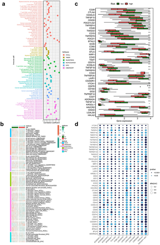 Figure 6 The correlation of tumor-infiltrating cells with risk score using 6 algorithms. (a) Differences in immune cell infiltration by risk grouping under different algorithms. (b) Correlation of immune cell infiltration for risk scores under different algorithms. (c) Differences in immune checkpoints-related mRNA by risk grouping under different algorithms. (d) Correlation of checkpoints-related mRNA for risk scores under different algorithms. ns, not significant, *p < 0.05, **p < 0.01, ***p < 0.001.