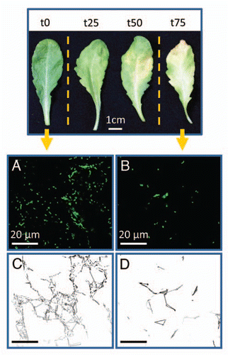 Figure 1 Representative mature rosette leaves undergoing natural senescence. t0 represents a 7 week-old leaf (control); t25, t50 and t75 represent leaves with 25%, 50% and 75% of their chlorophyll content degraded, respectively. The mobility of β-ATPase-GFP mitochondriaCitation7 was monitored with a Leica SP2 confocal laser microscope during 40 s in the epidermis of t0 leaf (A) and t75 leaf (B) and the estimated mitochondrial mobility of t0 and t75 is represented in (C and D), respectively.