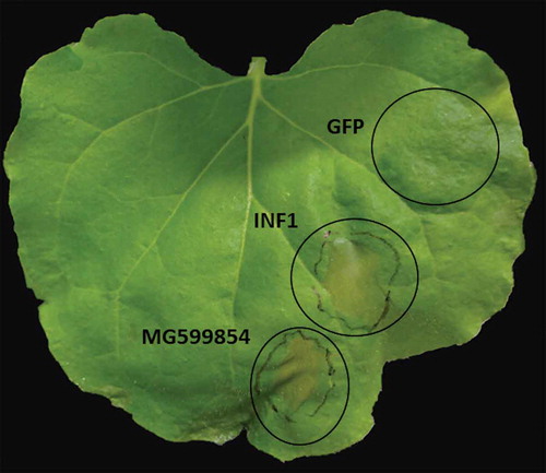 Figure 4. Ectopic expression of MG599854 by agroinfiltration technique in Nicotiana benthamiana leaves assessed at 3 days post inoculation (dpi). INF1 and GPF genes are positive and negative controls, respectively. Cell death is visible in MG599854 and INF1 gene expression (marked with a circle on the leaf).