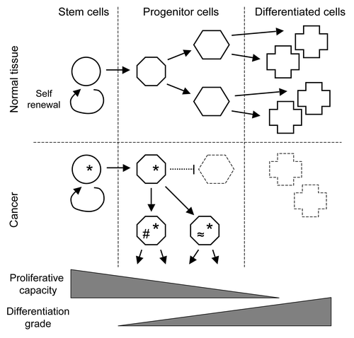 Figure 1. The role of stem cells in cancer. Whereas normal tissue homeostasis requires the coordination of the proliferation of stem and progenitor cells with their differentiation (above), cancer-inducing defects (*) are thought to inhibit stem cell differentiation (below). The resulting accumulation of progenitor cells with a residual capacity to proliferate allows for additional mutations (#, ≈), which promote further tumor growth and heterogeneity. Theories that propose the dedifferentiation of fully differentiated cells have lost importance in the last years.