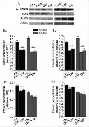 Figure 6. Ablation of CREB and CREM results in decreased histone acetylation in the E13.5 telencephalon. (A) Western blot analysis of GE (left column panels) and cortical protein extracts (right column panels) showing analysis of αlpha-tubulin, total histone H2B, acetylated histones H3 and H4. (B) Quantification of western blot analysis of the GE (Ba and Bb) and cortex (Bc and Bd). Bands were normalized against H2B (Ba and Bc) and α Tubulin (Bb and Bd). Note that ablation of CREB leads to a stronger alteration of histone acetylation in the GE (Ba and Bb) than in the cortex (Bc and Bd). Asterisks indicate significantly different from the respective control (Ctr) (ANOVA) * P < 0.05; **P < 0.01.