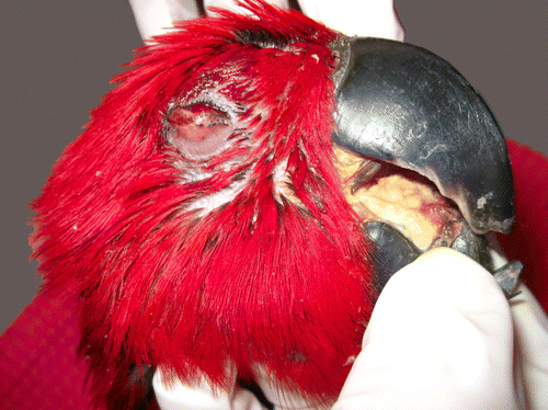 Figure 3.  Macroscopic image of oral and ocular granuloma, Eclectus parrot (E. roratus).