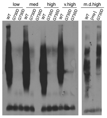 Figure 6.hsp104-G730D can propagate multi-dot high [RNQ+]. hsp104-G730D cells were mated to s.d. low (low), medium (med), high (high), very high (v.high) and m.d. high (m.d. high) [RNQ+] and then sporulated. The hsp104-G730D haploid progeny from four separate tetrads of each variant mating, along with the unmated [RNQ+] variants as controls (WT), were analyzed by SDD-AGE and western blot.